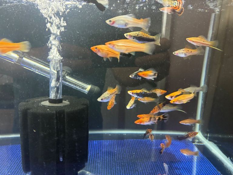 Tropical fish & Malawi Cichlids