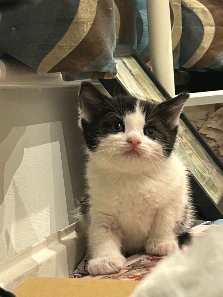 Kitten for Sale 