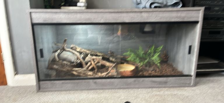 Snake (python) plus viv