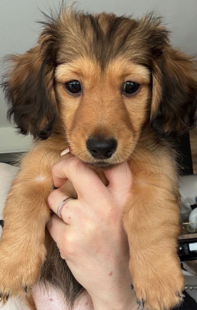 🐶 Miniature Dachshund Puppies – READY NOW 