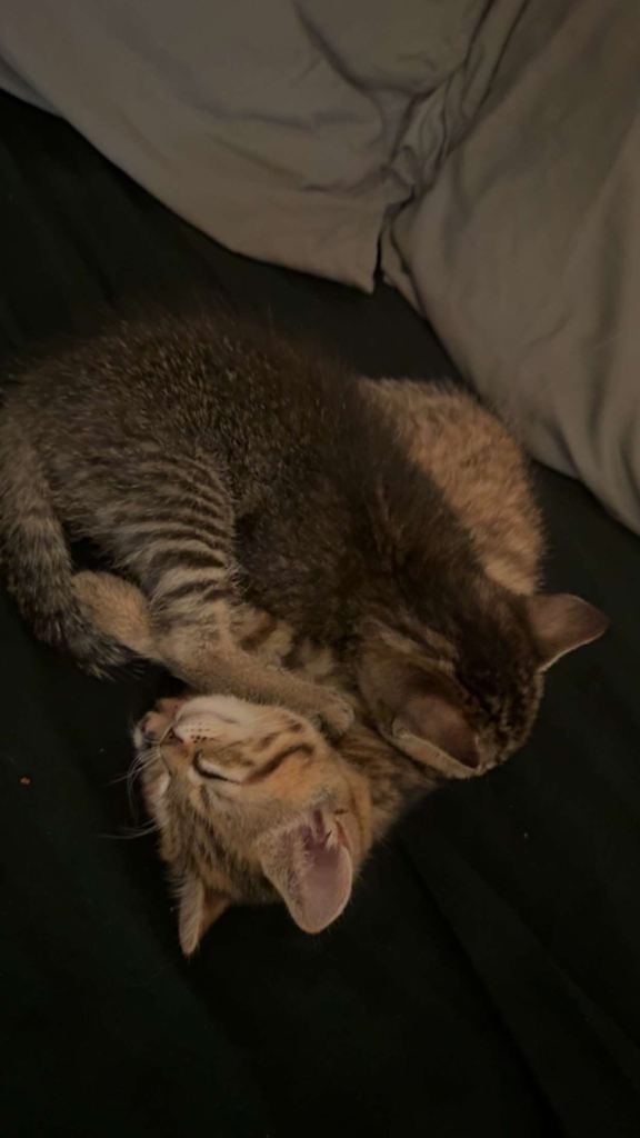 Kitten adoption 