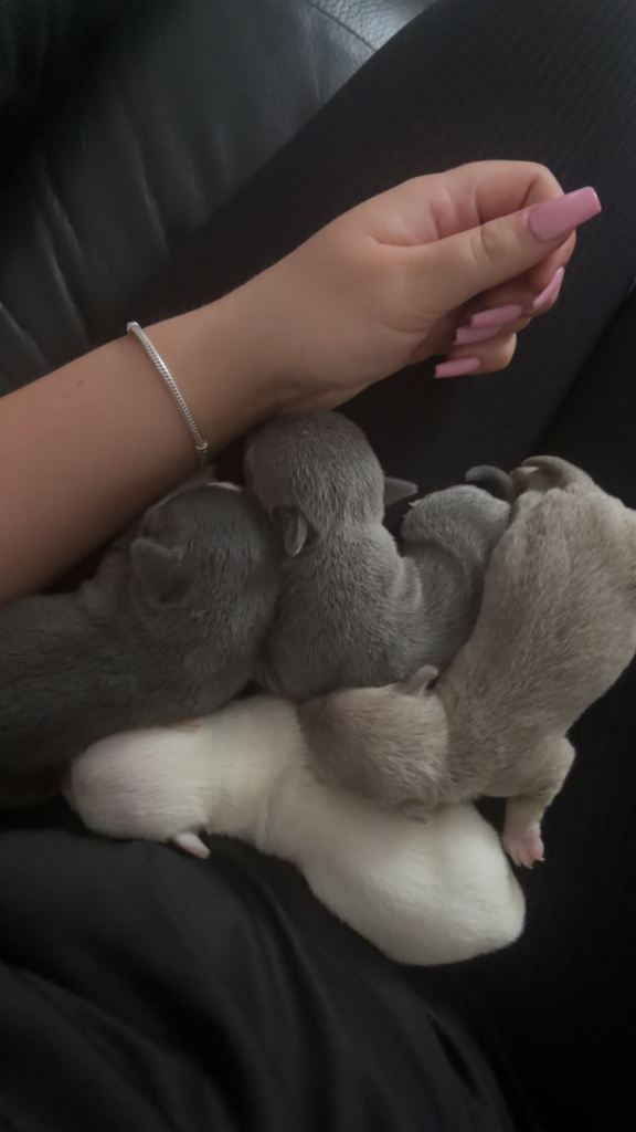 Chihuahua puppies for sale