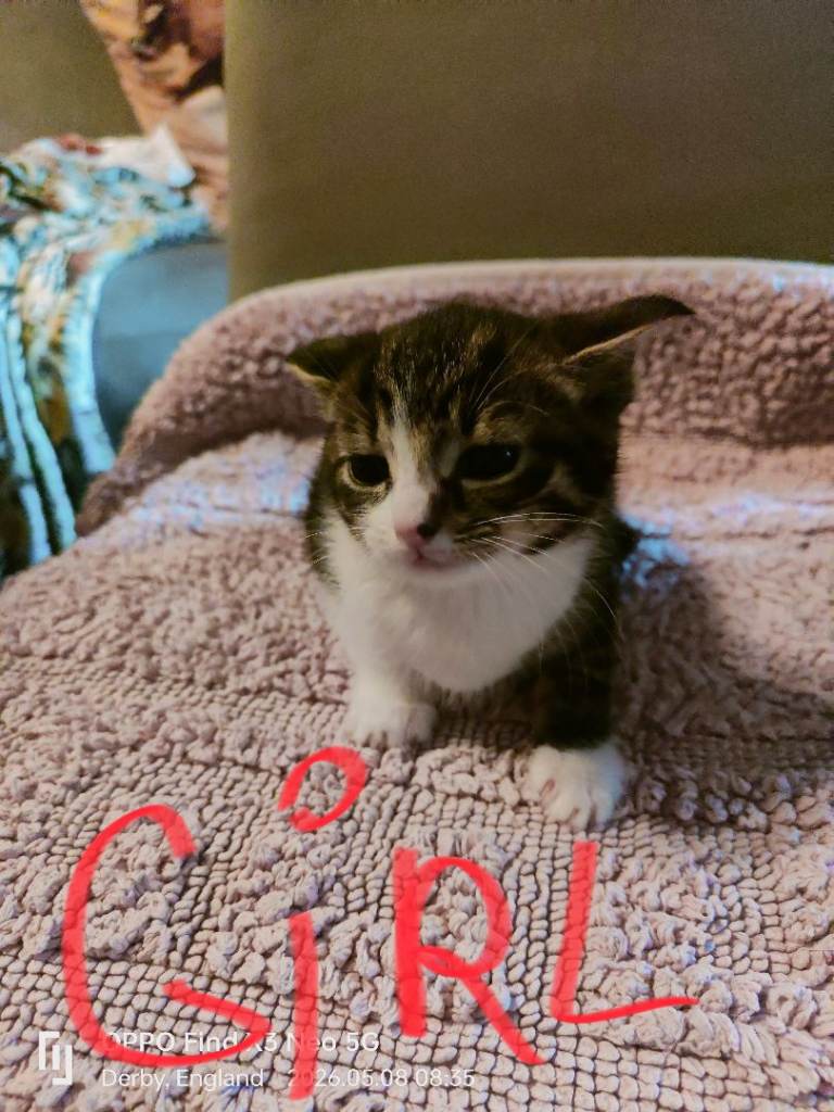 Kitten