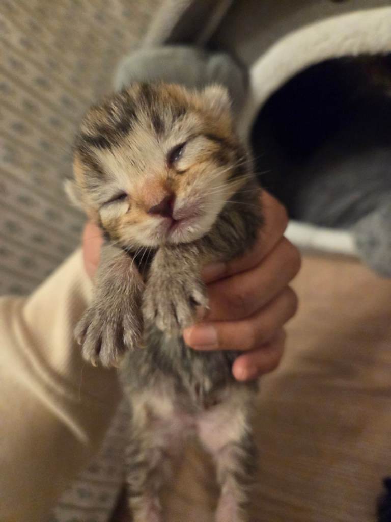 Siberian and bsh kittens 