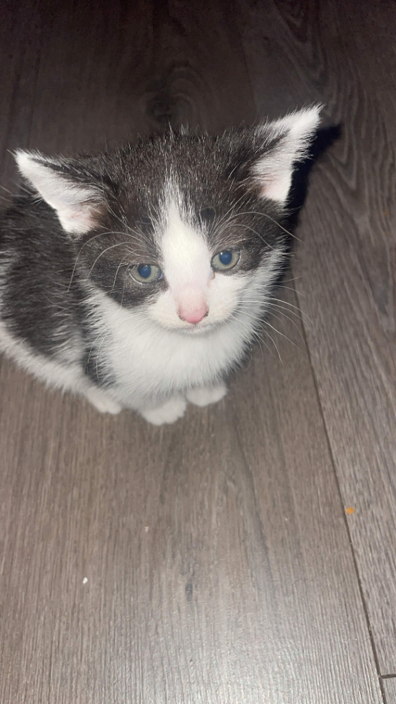 1 female kitten for sale ready to go asap
