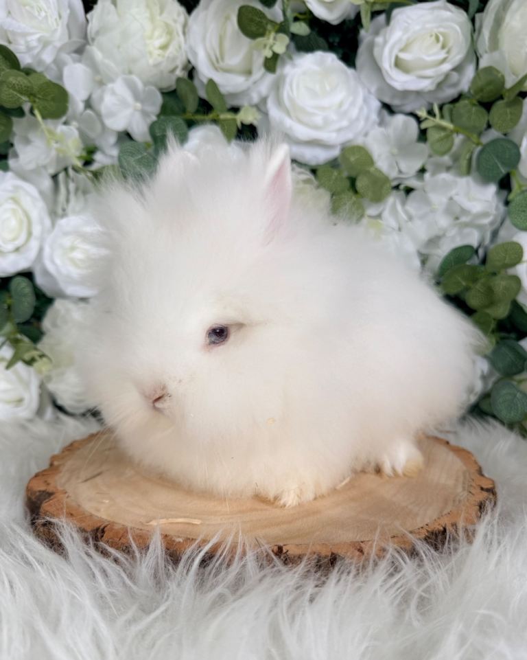 Vaccinated Double Mane Lionheads 