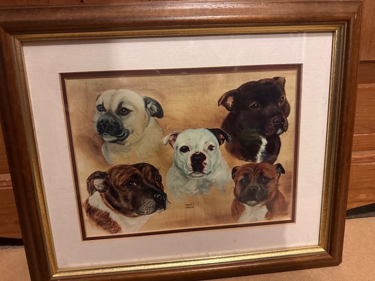 Framed Staffordshire Bull Terrier print