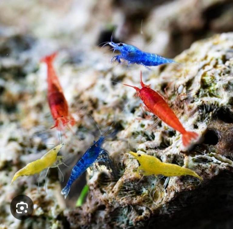 From 50p each neocardina shrimp for aquarium - red blue yellow & giant armoured fan shrimp NR5 0PX 