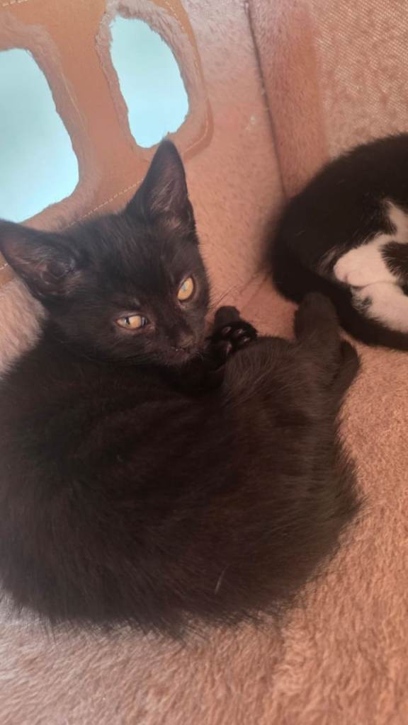 Beautiful British Shorthair Male Kittens – Ready for Loving Homes