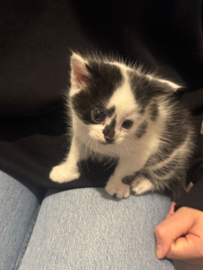 3 kittens looking for a home 