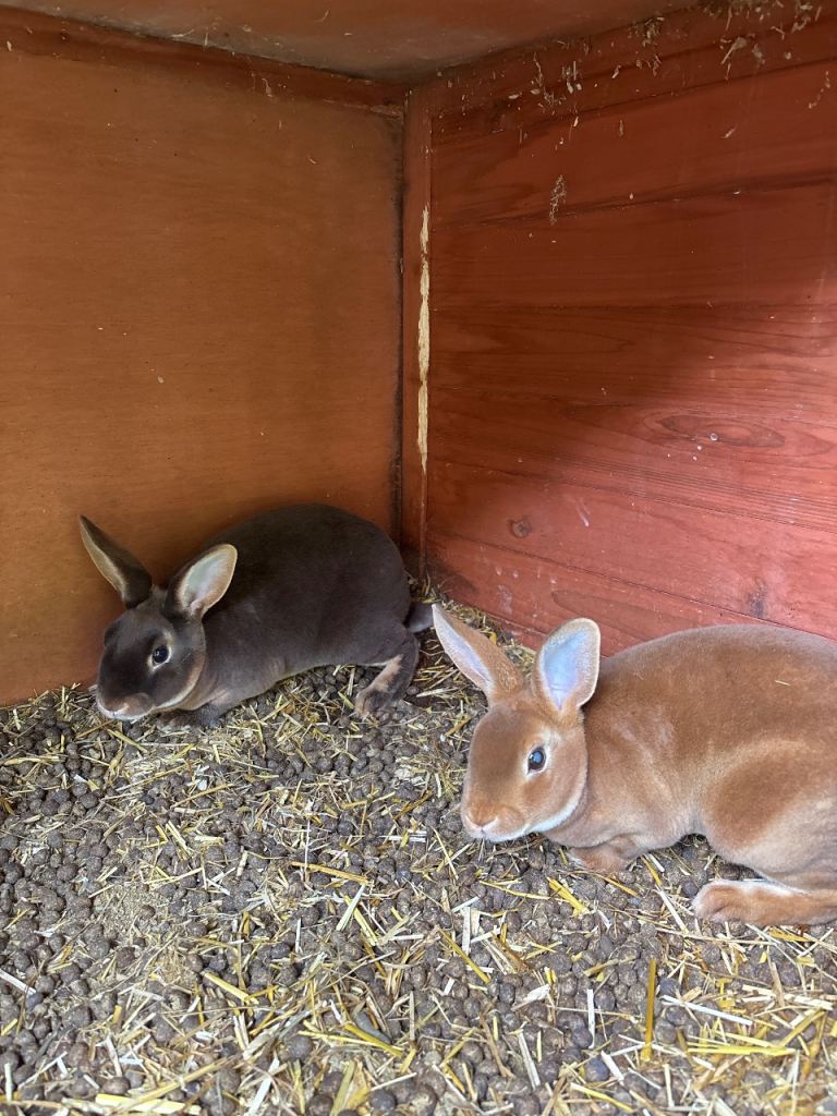 Mini. Rex rabbits for sale 