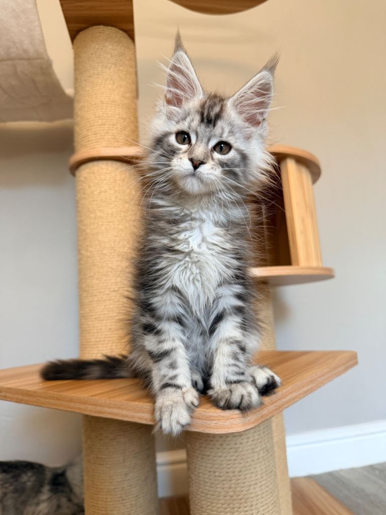 LAST 2 REMAINING!! MAINE COON KITTENS/ TICA PEDIGREE/ LARGE EUROPEAN LINES