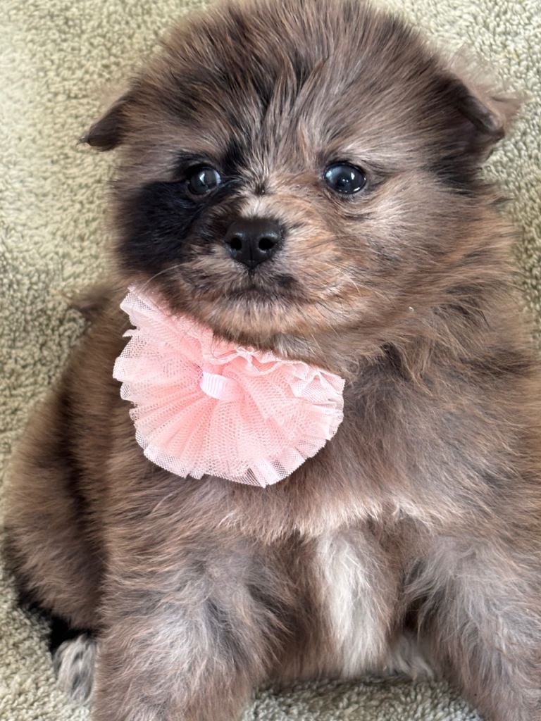 Beautiful Pomeranian puppies