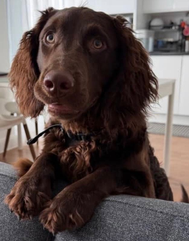 CHOCOLATE COAT - AMERICAN WATER SPANIEL
