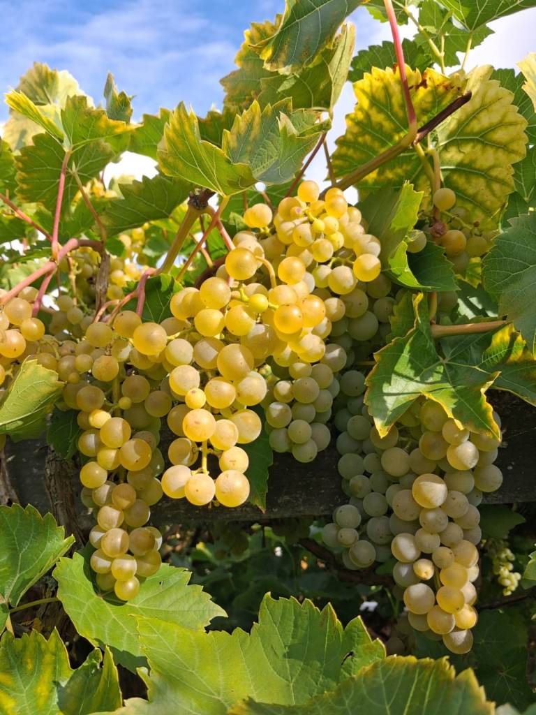  Free white grapes for wine making Wymondham Norfolk