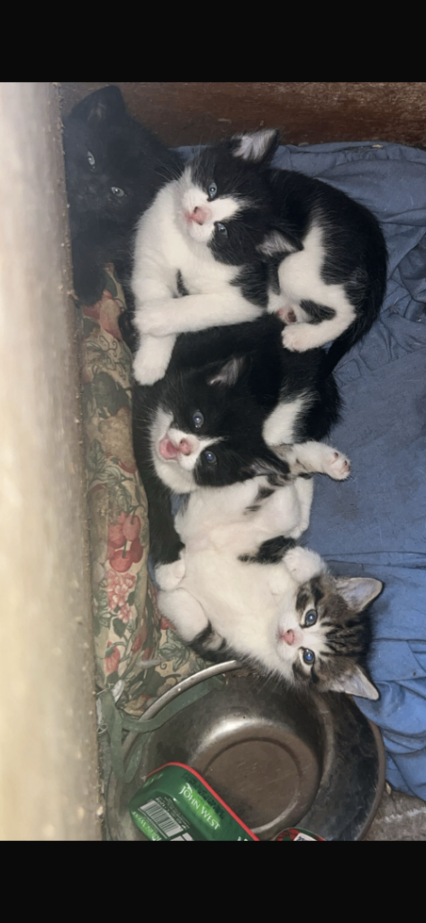 4 kittens for sale 