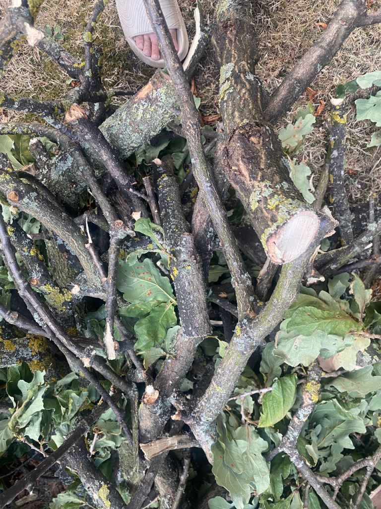 Mixed Wood Branches and Leaves for Firewood or Garden Use