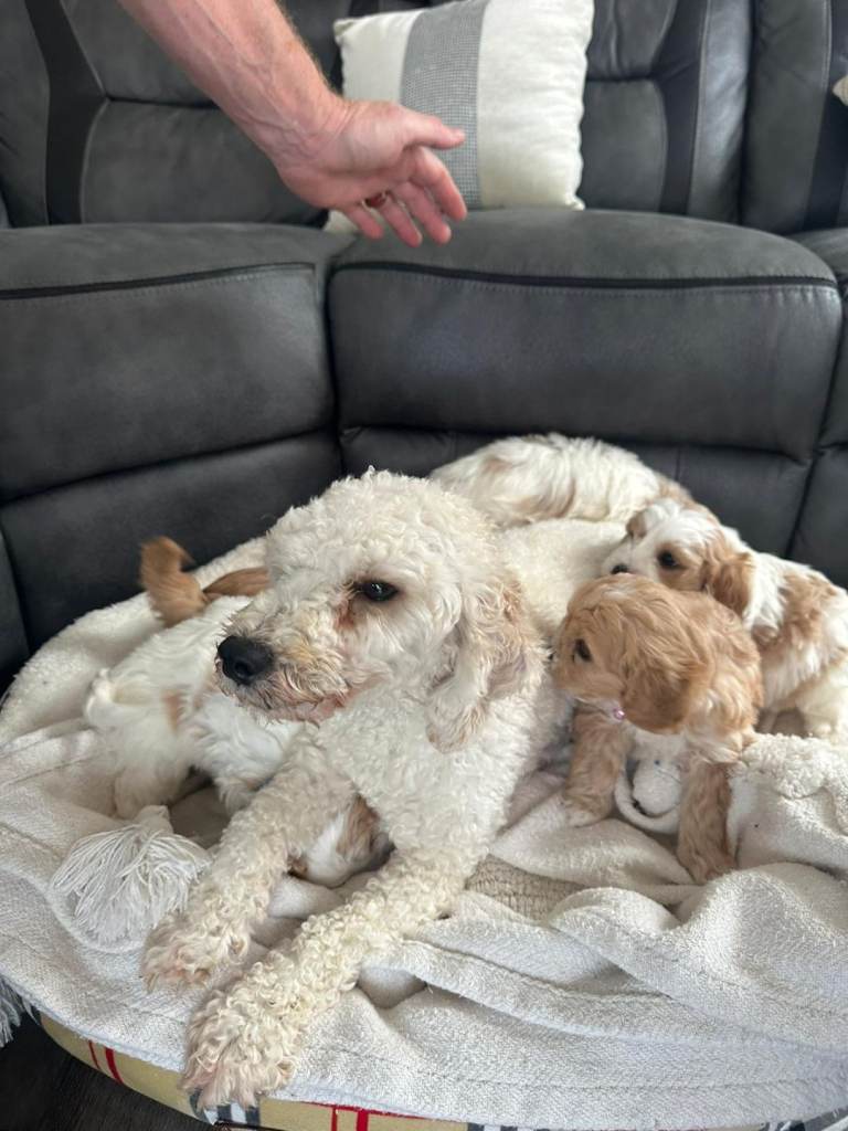 Cavapoo puppies 