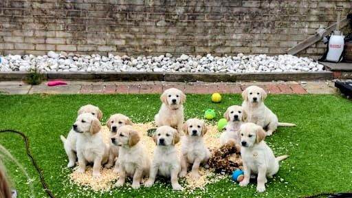 stunning golden retriever pups 2 girls  and 3  boys ready to leave from the 11th august