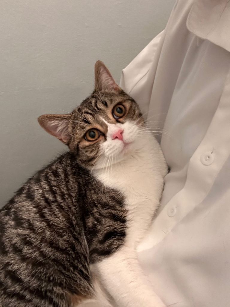 7 months old kitten (mixed breed)