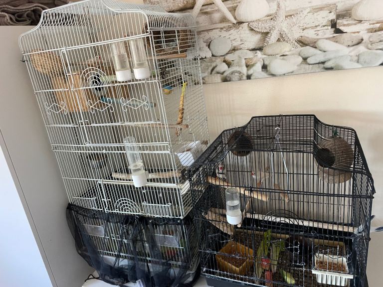 Free cage with zebra finches