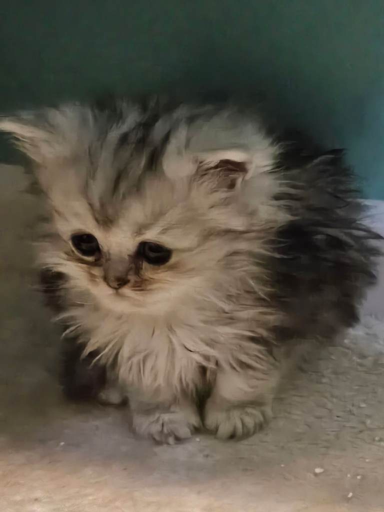 Chinchilla persian kitten's