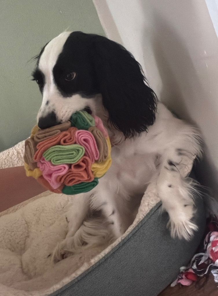 Cocker spaniel 1 year old female dog