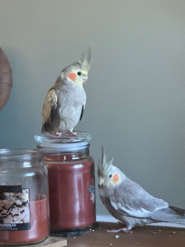Pair of hand reared cocktails with cage etc