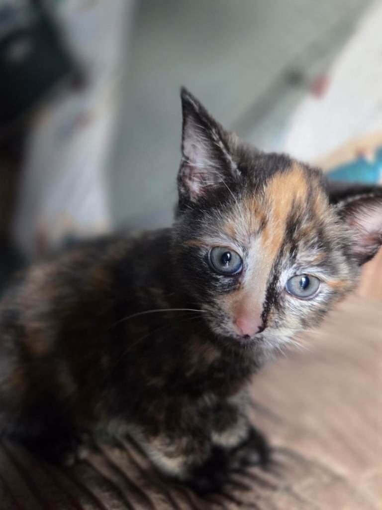 Kittens ready PLEASE READ