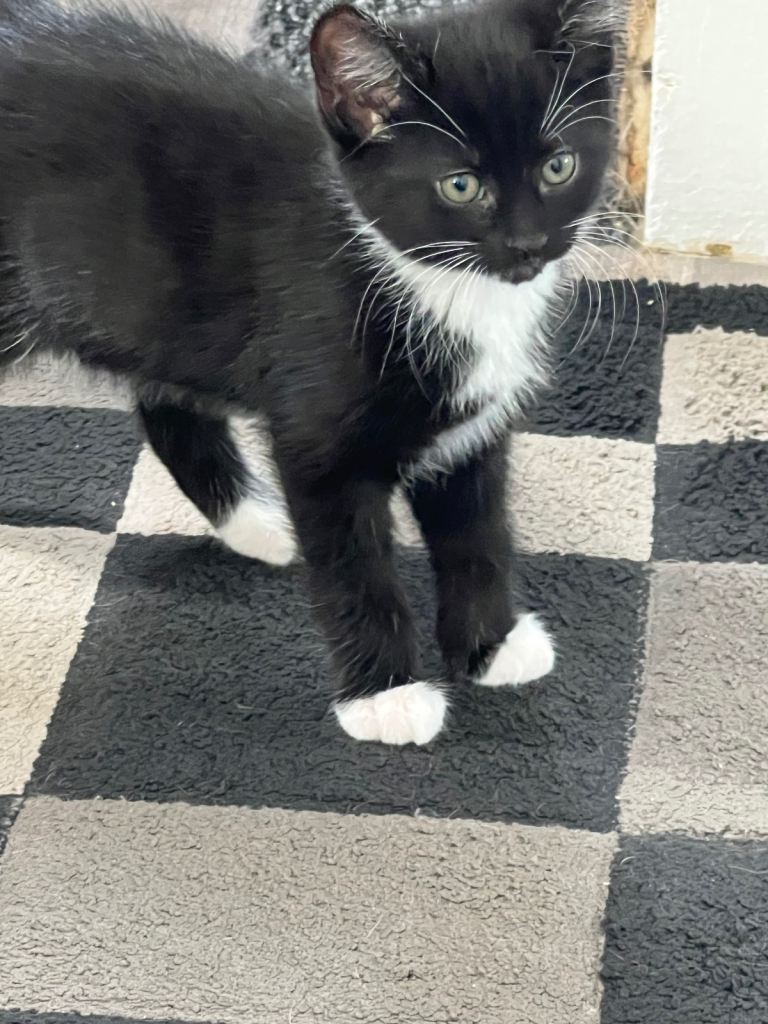 Kittens