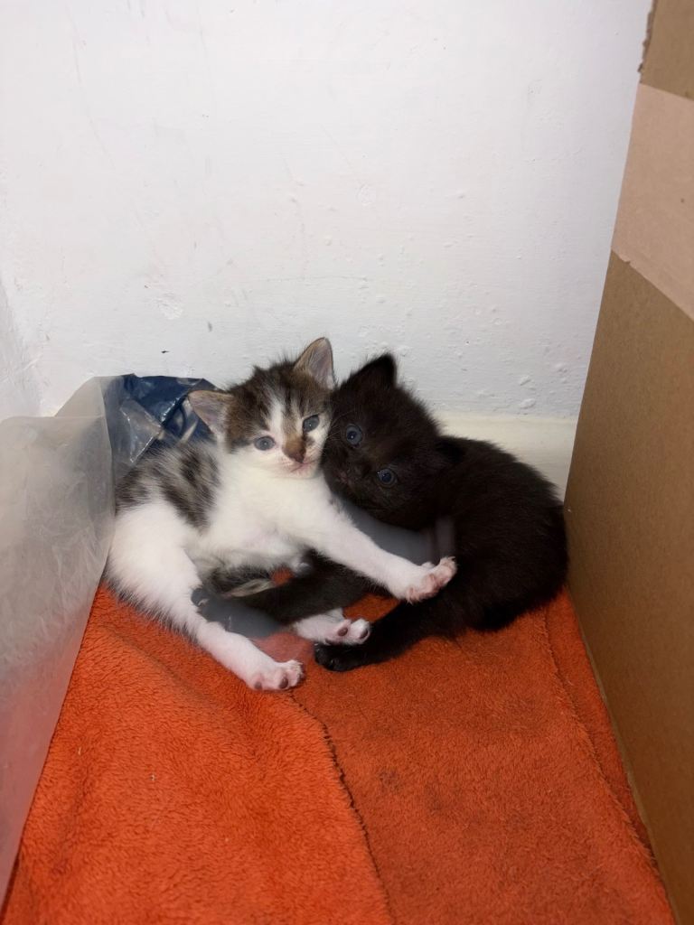 Kittens for sale