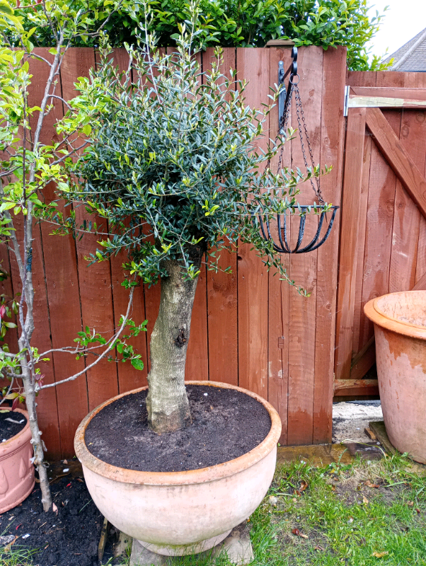 Large Olive Tree in Tuscan Pot