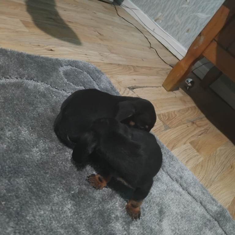 Dachshund puppies 