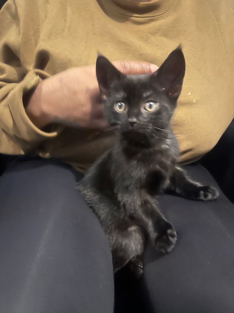 Black female kitten 3 months old Ready to be collected 