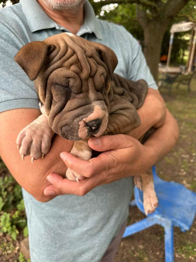 Beautiful Female Shar Pei Puppy – 11 Weeks Old – £1,200
