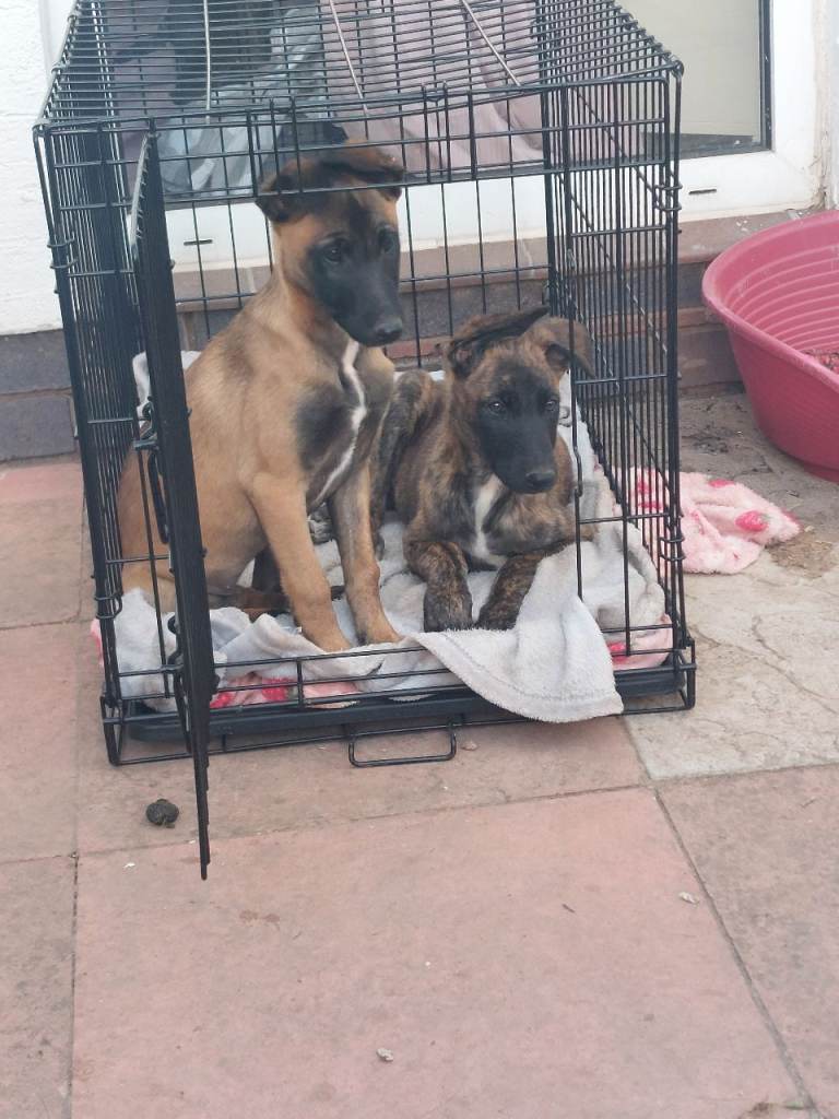 Belgian malinois cross whippet puppies 