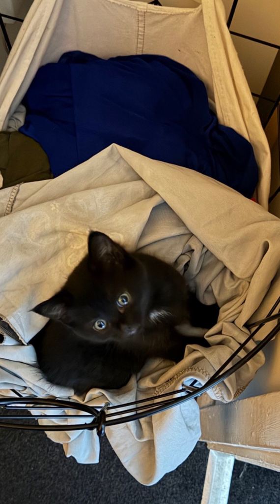 Pretty little black cat for sale