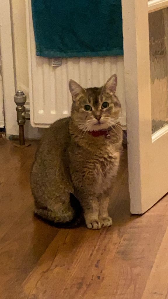 9 year old cat called candy need a new loving home 