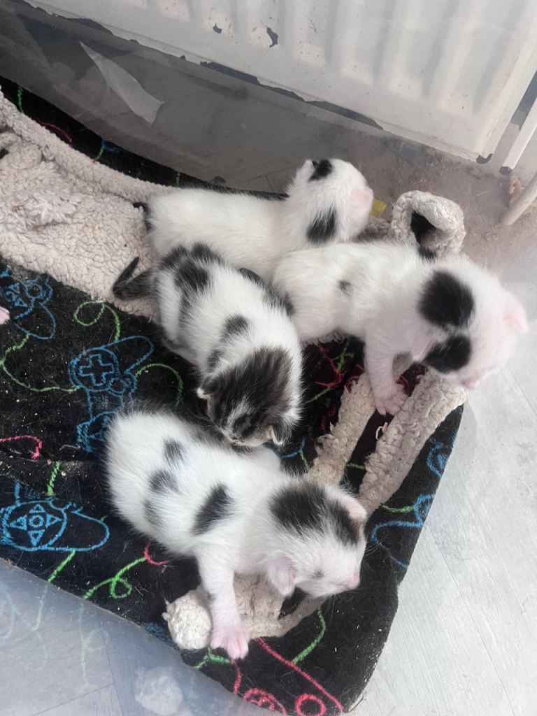 Kittens lookin for there forever home 