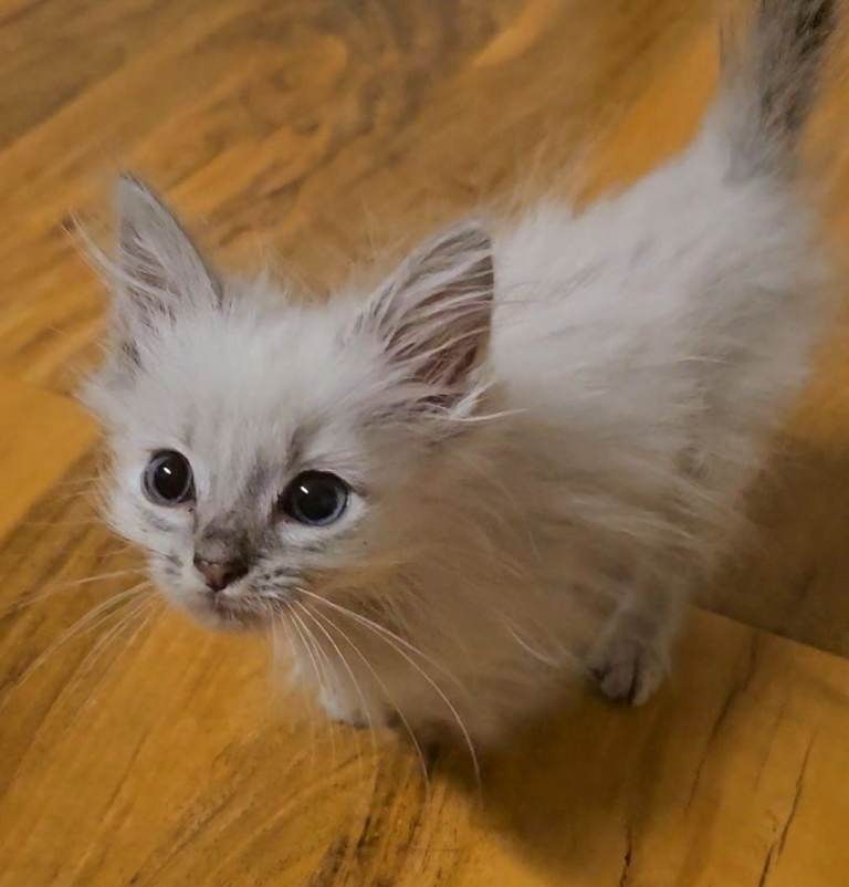 Female ragdoll kitten for sale