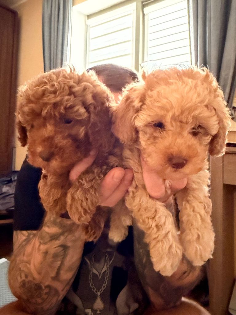 Stunning Miniature poodles 