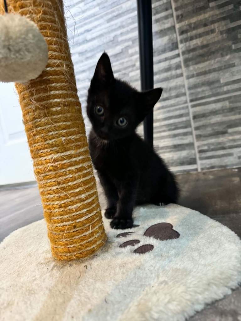 Black kitten