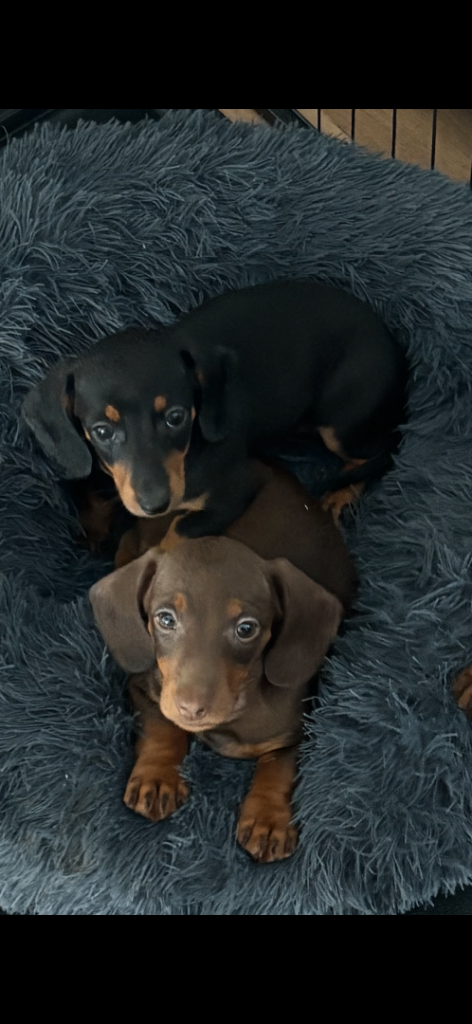 Dachshund Puppies 