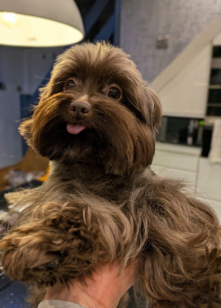 Beautiful chocolate Yorkshire terrier with pedigree 