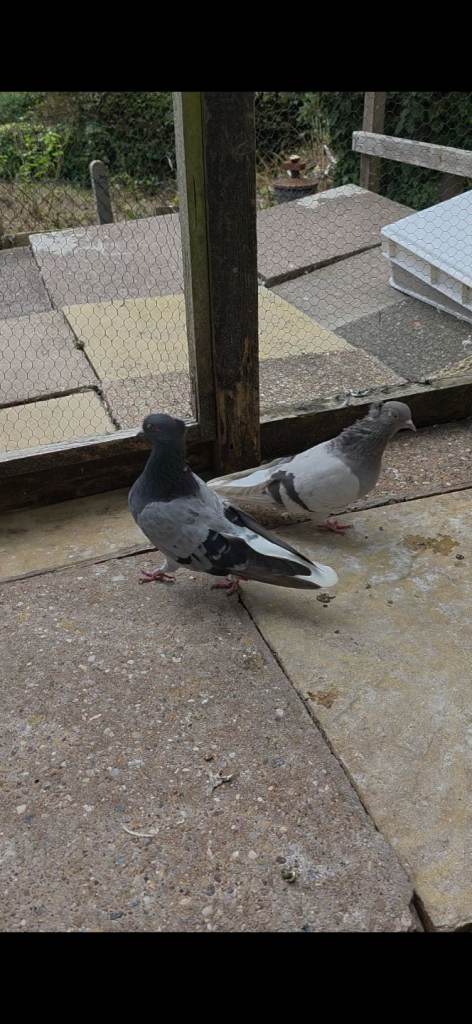 Iranian pigeons 2 cocks 2 hens for sale Birmingham 