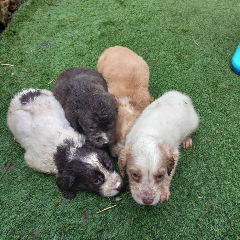 Cocker spaniel puppies 
