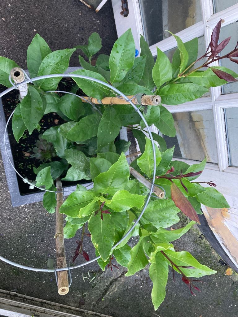 Lemon plant in a large fake stone pot 