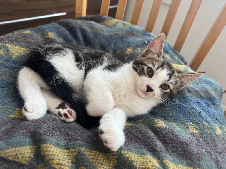 Gorgeous kitten is looking for his new home