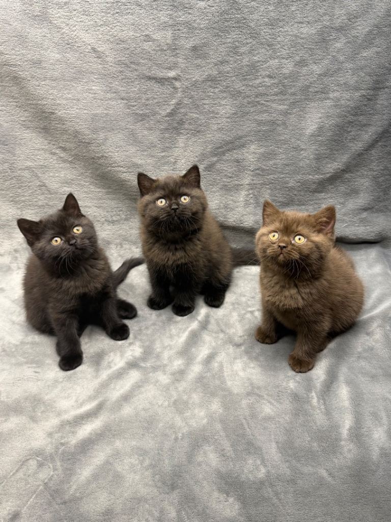 British shorthair