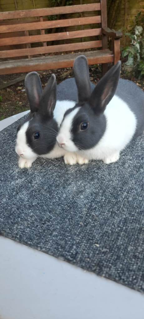 Dutch rabbits